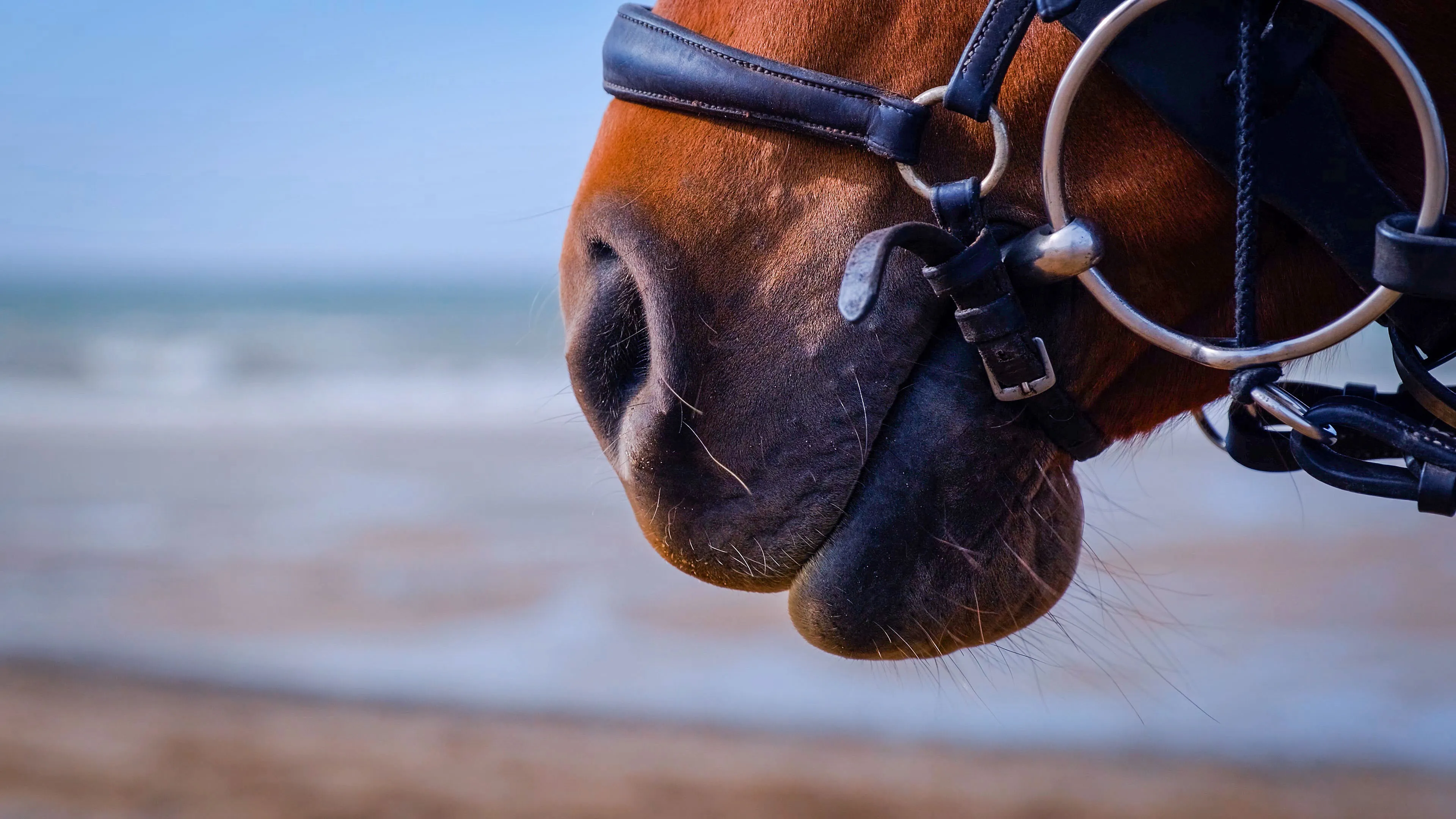 Close-up of a horse's muzzle with a bridle on, against a blurred background of a beach and sea. The scene conveys calm and connection with nature.